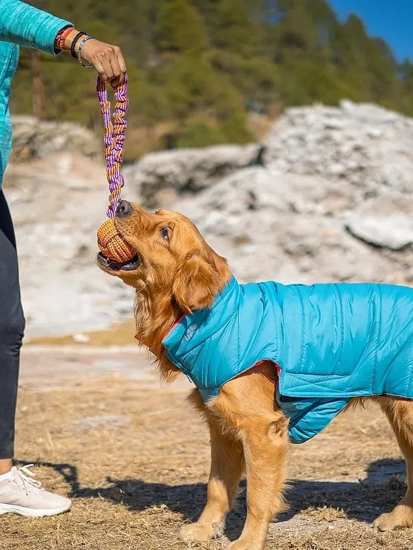 According to Decipher Market Research Agency, the pet population in the country is still small, with only 10 per cent of Indian households having pets 