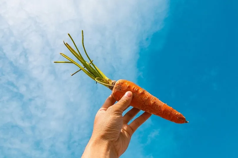 Carrots, sweet potatoes, spinach, bitter gourd, and kale are excellent foods rich in Vitamin A carotenoids such as beta-carotene. Image: Pexels 