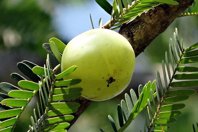 Amla has been used for centuries for hair health, and is a key ingredient in many Ayurvedic formulations. Image: Unsplash 