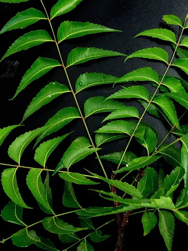 Those with frizzy hair or a dry scalp because of dandruff will benefit from Ayurvedic products with neem. Image: Unsplash 
