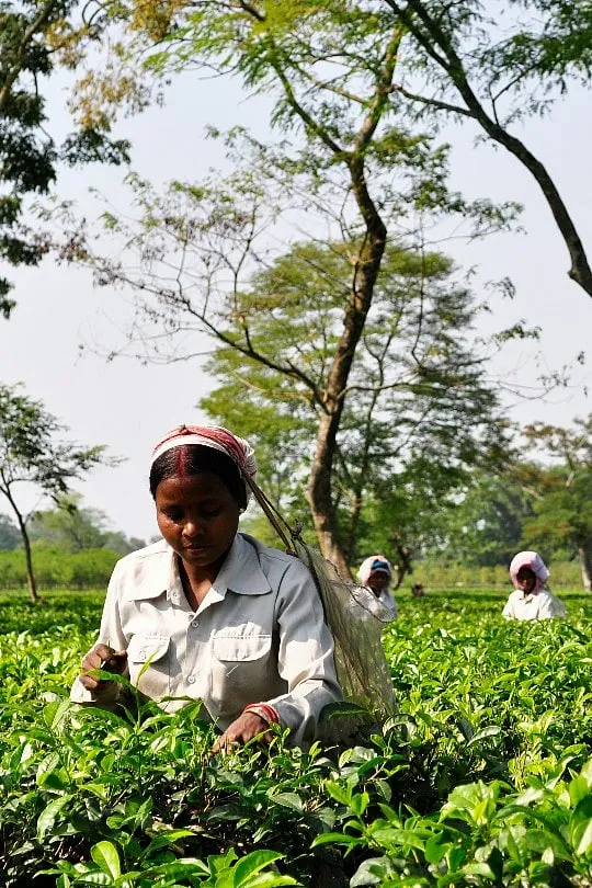 “Coffee can never be as democratic as chai. You can’t get coffee for ₹ 10,” says Matt Chitharanjan, co-founder, Blue Tokai Coffee Roasters. Image: Unsplash 