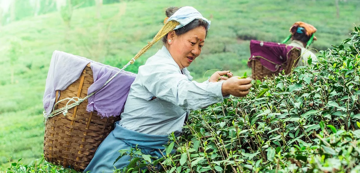 Most Indians only know about masala chai and maybe Assam and Darjeeling. Sikkim, Arunachal Pradesh, Meghalaya, Uttarakhand, and Kangra— all rich tea-producing regions—barely get mentioned. Image: Unsplash 