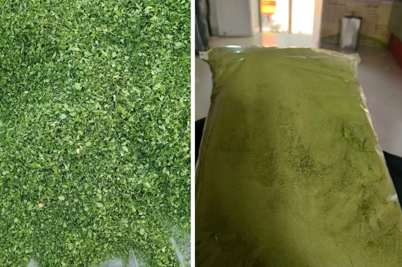 moringa powder
