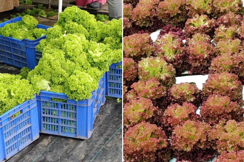 lettuce-hydroponic-kerala-varieties-30stades