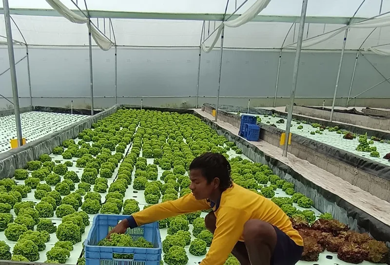 lettuce-hydroponic-kerala-worker-harvesting-30stades