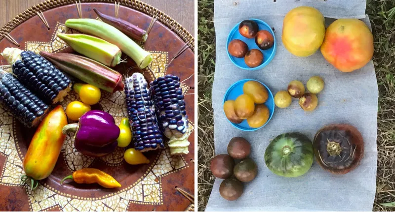 hariyalee-seeds-native-heirloom-varieties-corn-black-tomatoes-cultivation-30stades