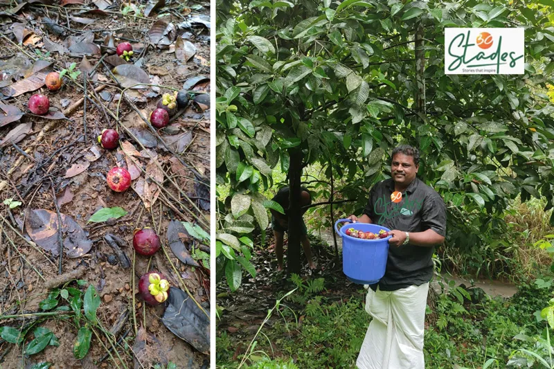 biju-mangosteen-kerala-produce-field-30stades