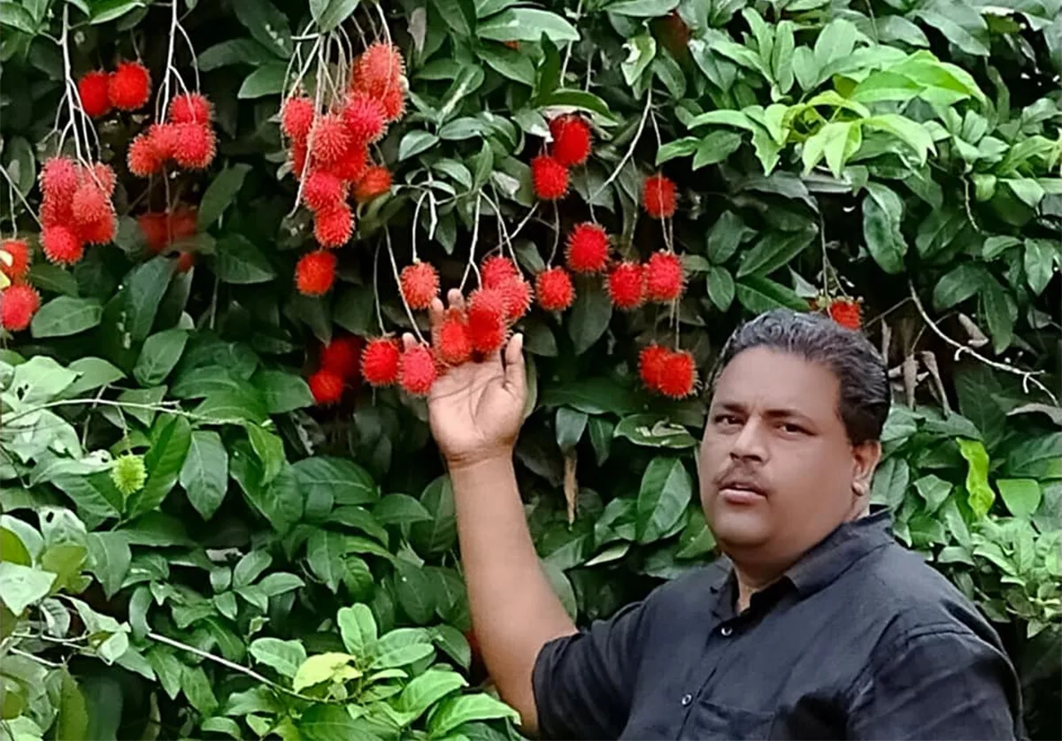 biju-narayanan-kerala-high-density-farming-rambutan-30stades