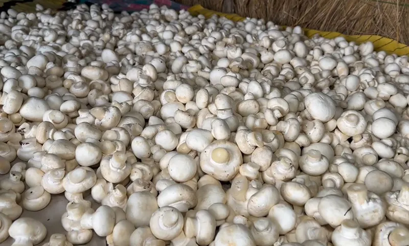 prabhu-ranjan-mushroom-bihar-produce-30stades