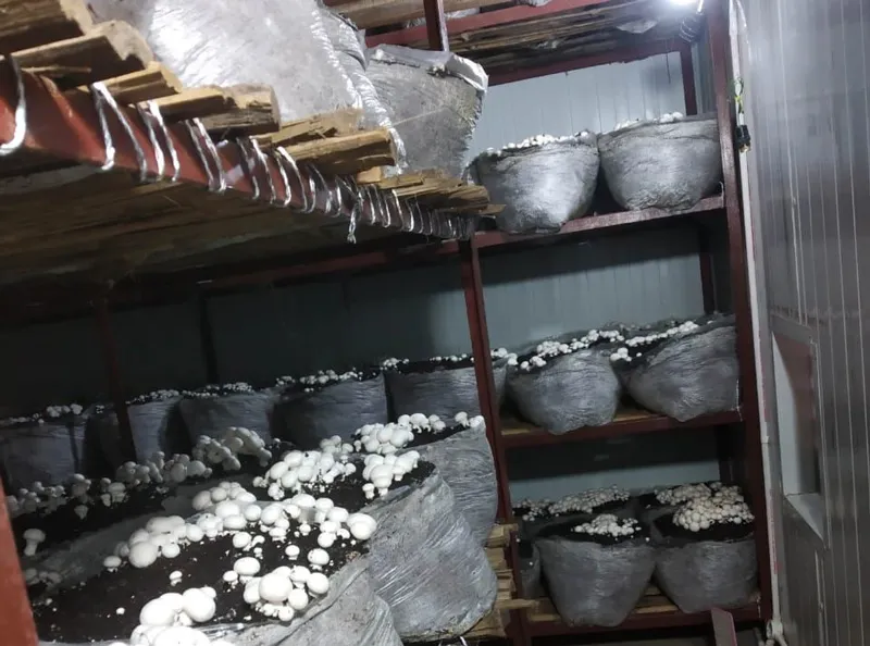 prabhu-ranjan-mushroom-bihar-racks-30stades