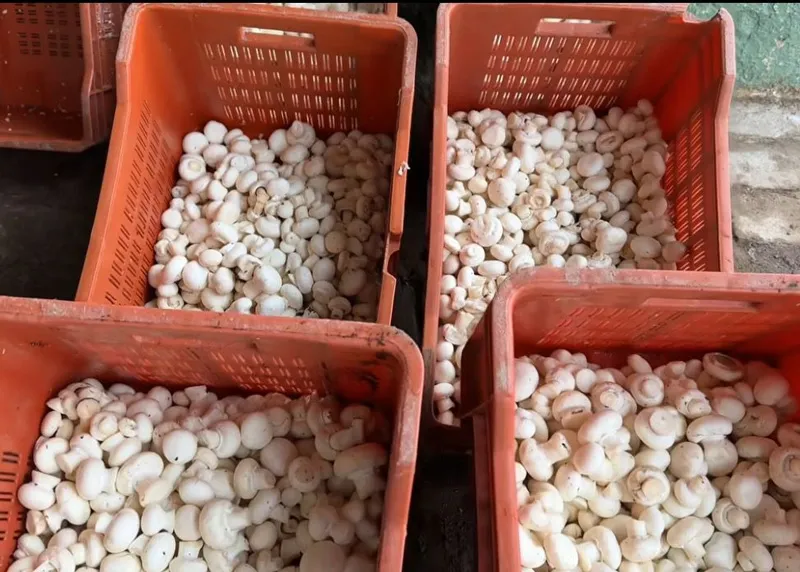 prabhu-ranjan-mushroom-bihar-trays-30stades