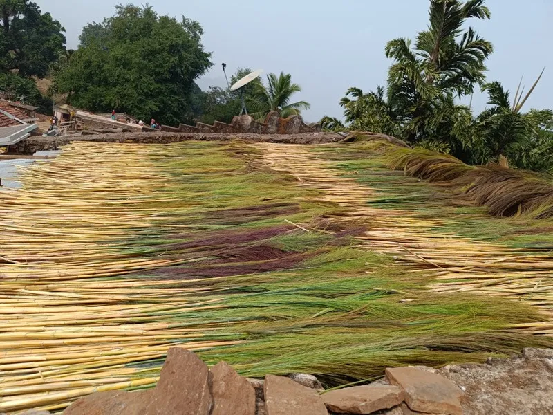 brooms-hill-tribal-odisha-sun-drying-30stades