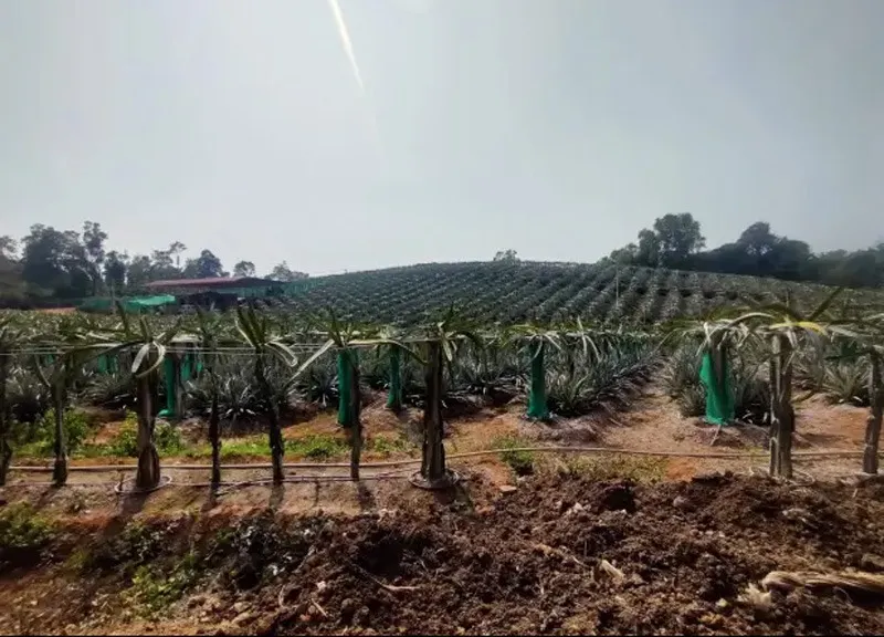 Kartik-suresh-exotic-fruits-farm-dragon-30stades