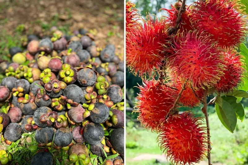 Kartik-suresh-exotic-fruits-farm-fresh-30stades
