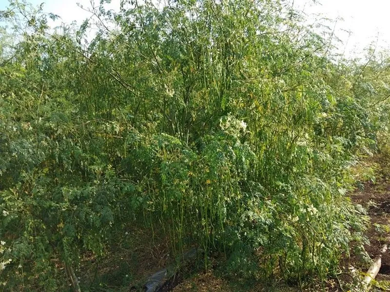 appa-karamkar-drumstick-farming-farm-30stades