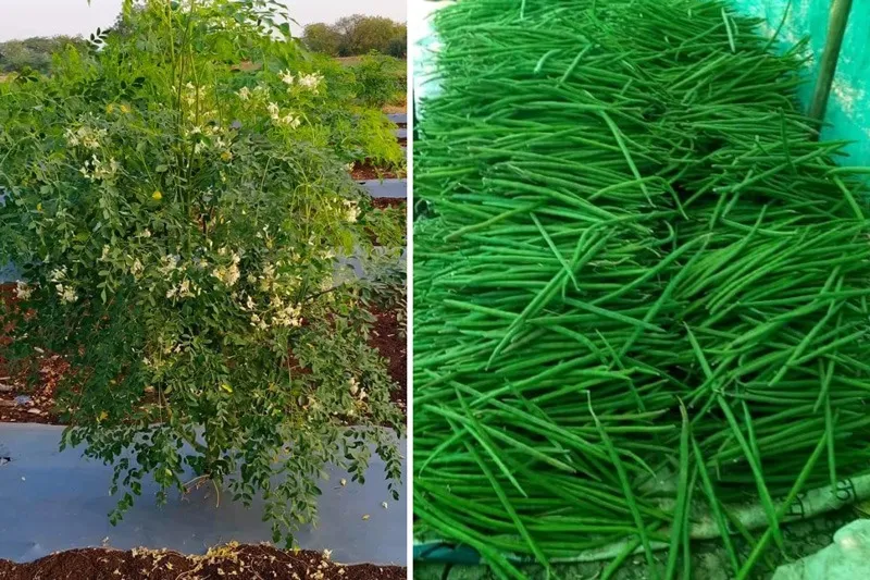 appa-karamkar-drumstick-farming-harvest-30stades