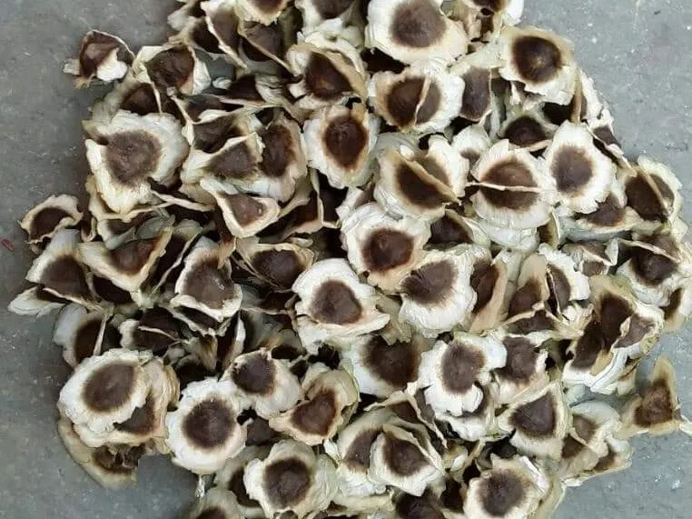 appa-karamkar-drumstick-farming-seeds-30stades