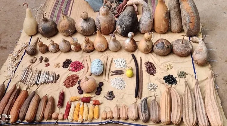 salai-arun-seed-saver-gourds-30stades