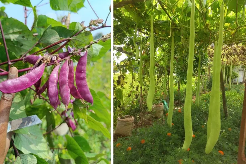 salai-arun-seed-saver-purple-beans-30stades