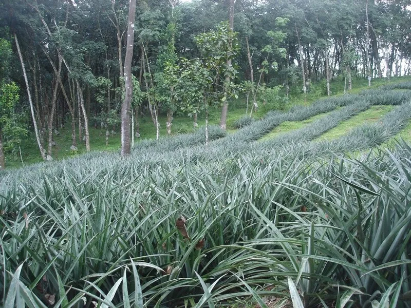 vazhakulam-pineapple-kerala-farm-30stades
