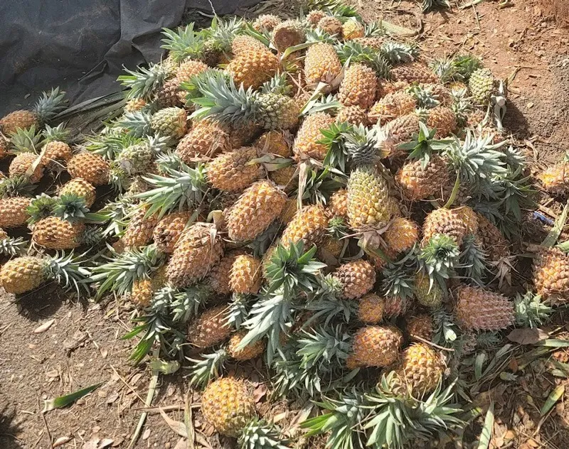 vazhakulam-pineapple-kerala-market-30stades