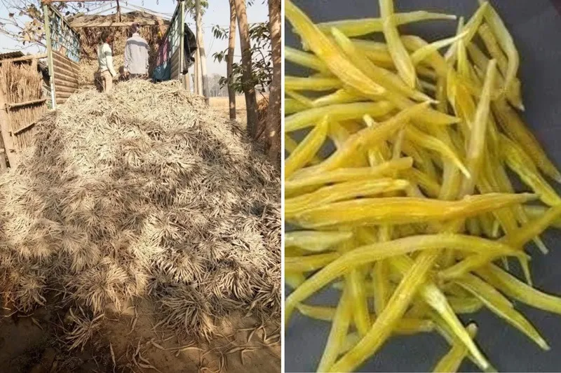 shatavari-nimesh-verma-up-dried-30stades
