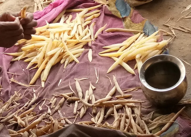 shatavari-nimesh-verma-up-drying-peeling-30stades