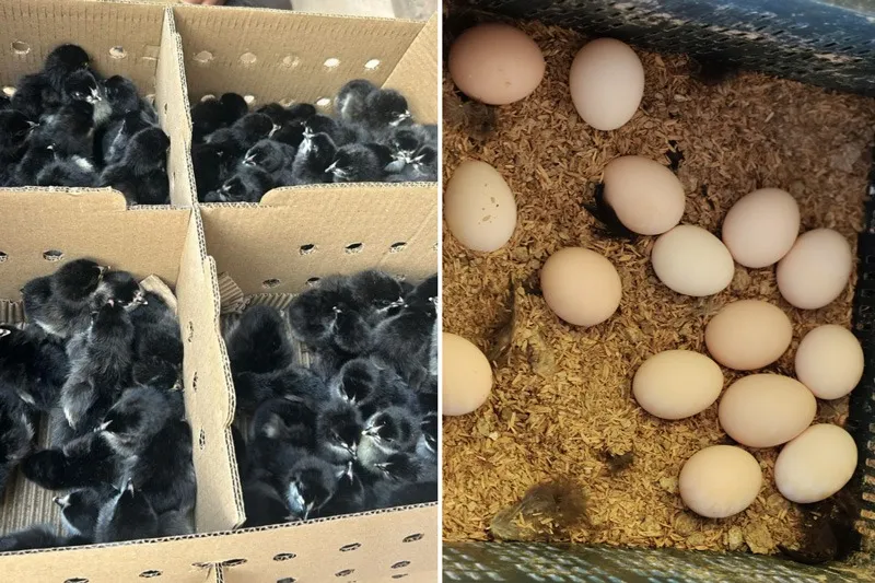 arun-shinde-Australorp-hens-chicks-eggs-30stades