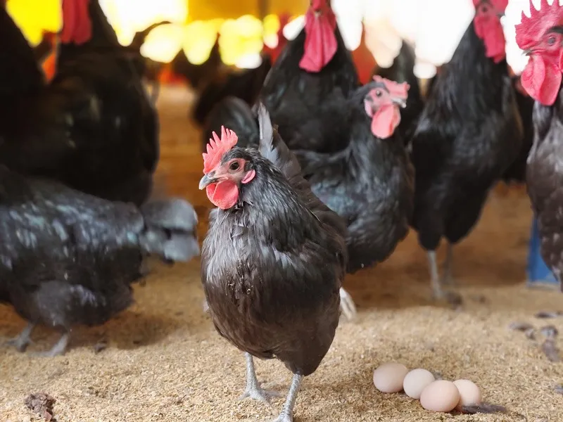 arun-shinde-Australorp-hens-with-eggs-30stades