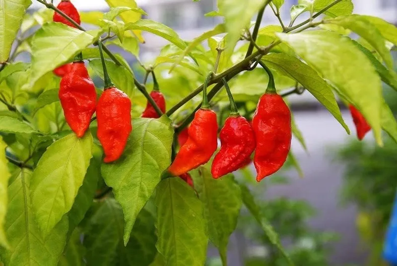 chillies-bhut-jolokia-30stades