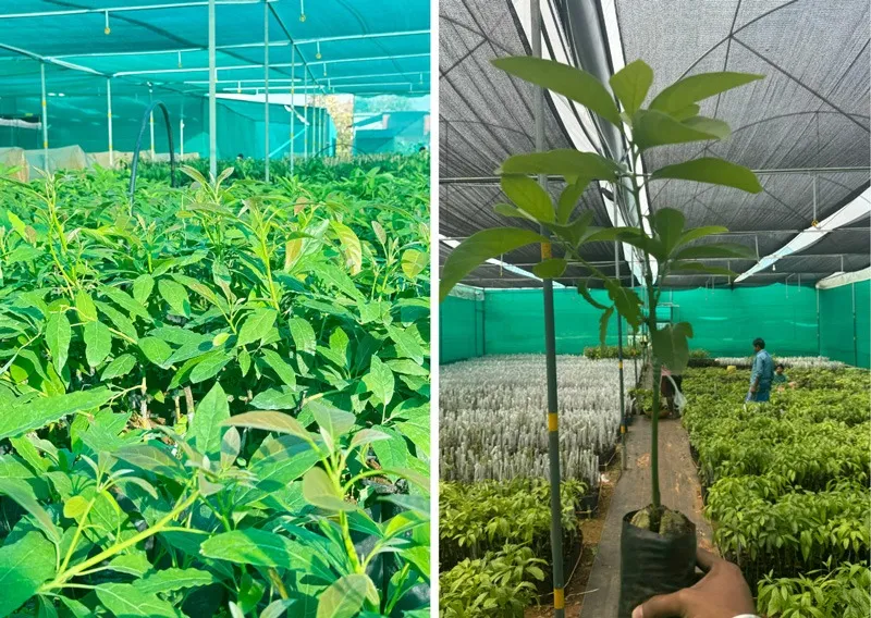 harshith-avocado-mysuru-nursery-hass-30stades