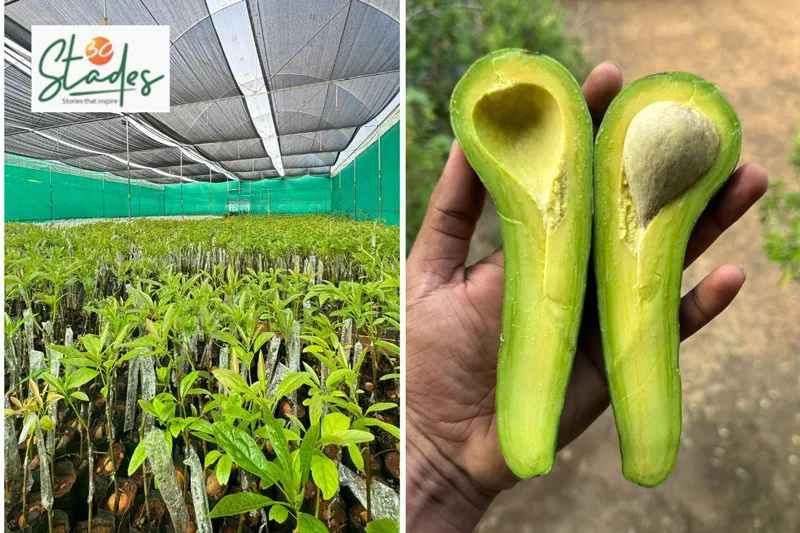 harshith-avocado-mysuru-russell-30stades