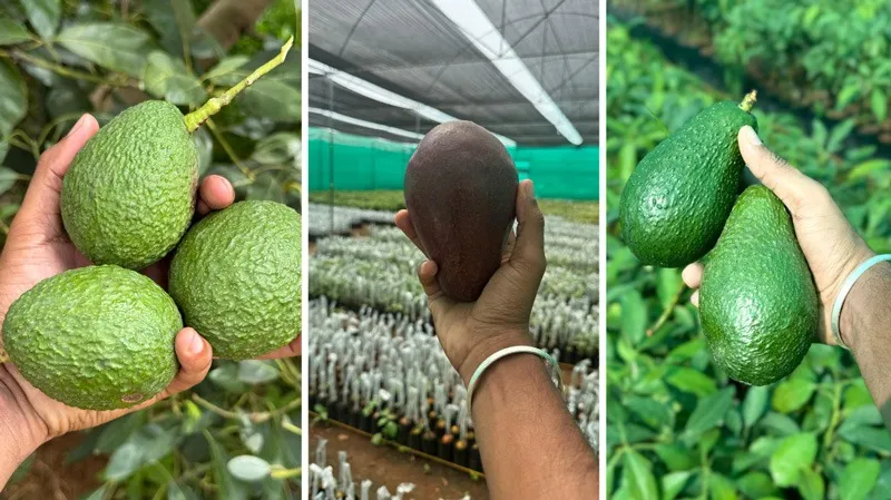 harshith-avocado-mysuru-varieties-30stades