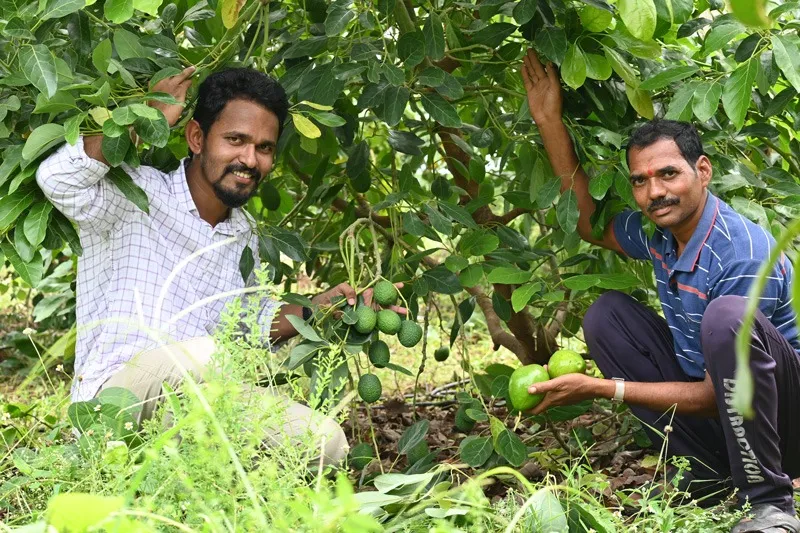 harshith-avocado-mysuru-with-farmer-30stades