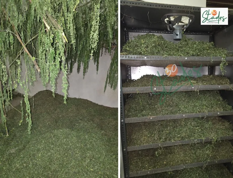 Amarjeet-singh-moringa-haryana-dryer-30stades