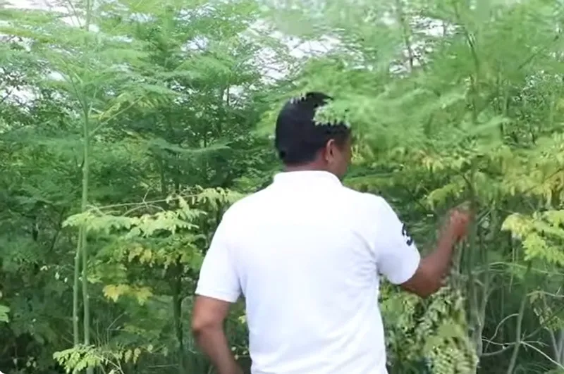 Amarjeet-singh-moringa-haryana-harvesting-30stades