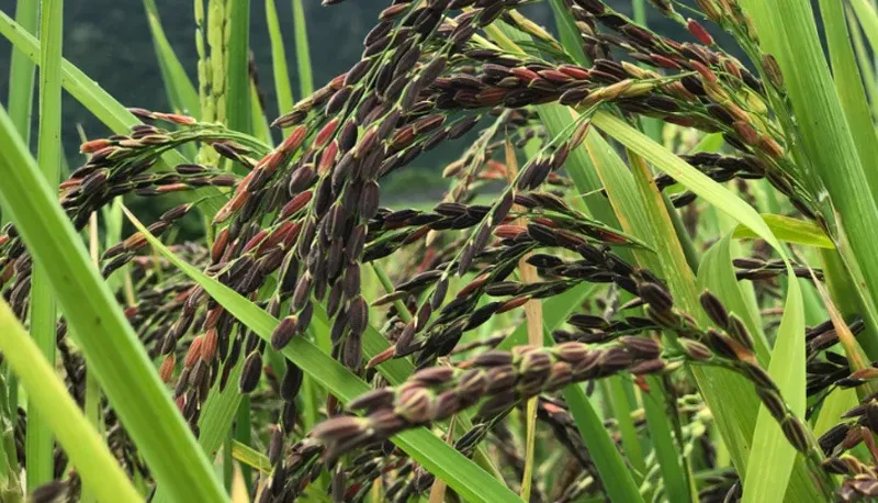 black-rice-manipur-fields-30stades