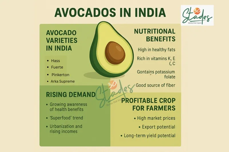 avocados-india-infographic-30stades