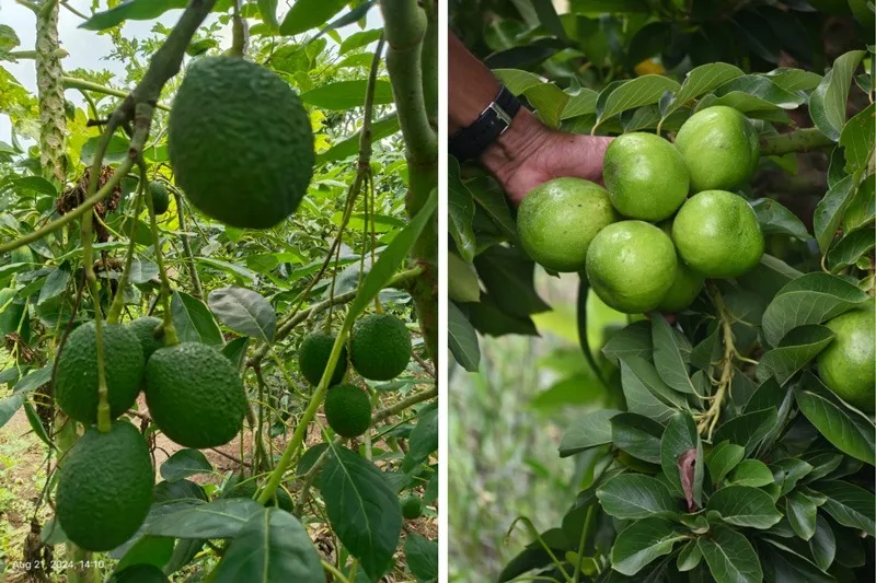 jalindar-jadkar-avocado-solapur-hass-arka-30stades