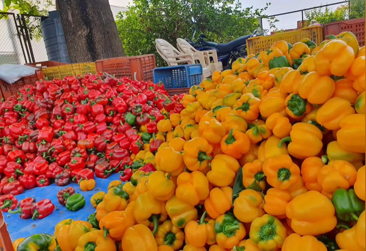 pranita-vaman-polyhouse-capsicum-harvested-30stades