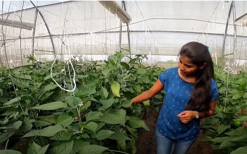 pranita-vaman-polyhouse-capsicum-inspection-30stades