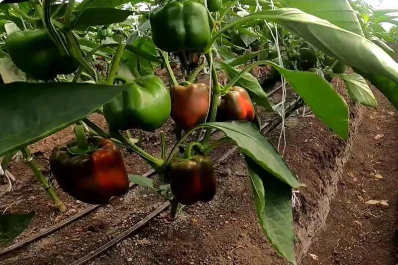 pranita-vaman-polyhouse-capsicum-on-plant-30stades
