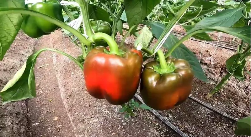 pranita-vaman-polyhouse-capsicum-on-tree-30stades