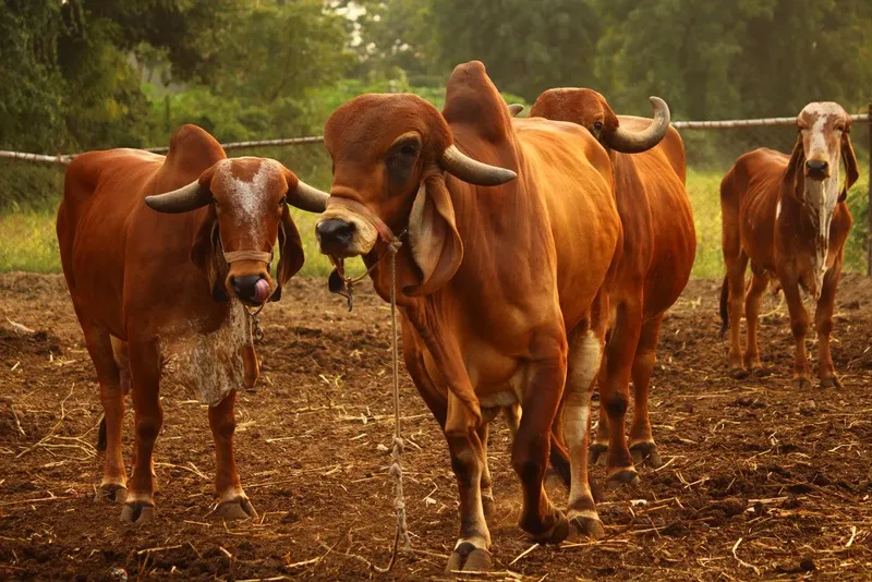 gauneeti-gir-cow-dairy-cattle-farm-30stades
