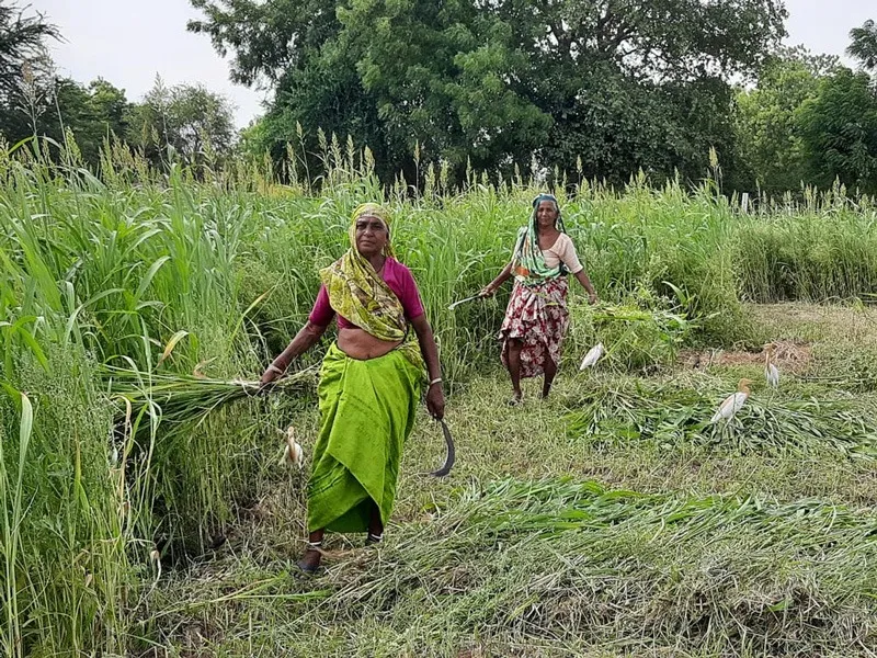 gauneeti-gir-cow-dairy-organic-fodder-30stades
