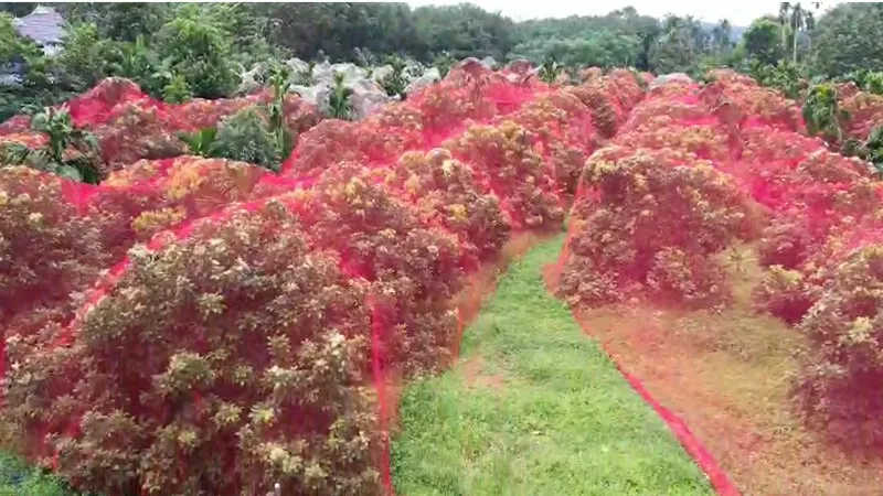 saju-mc-rambutan-dragon-fruit-farm-30stades