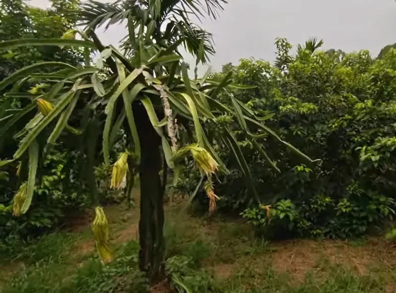 saju-mc-rambutan-dragon-fruit-intercropping-30stades