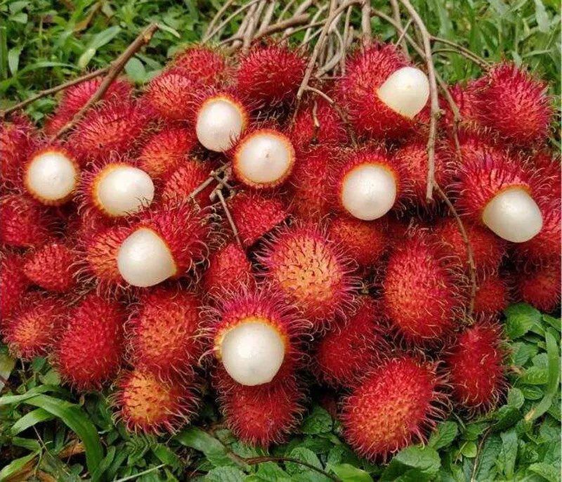 saju-mc-rambutan-harvested-30stades