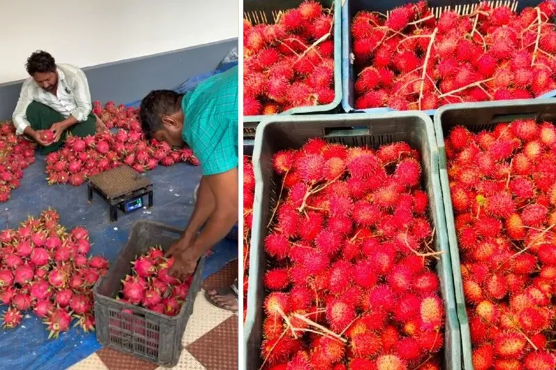 saju-mc-rambutan-post-harvest-30stades