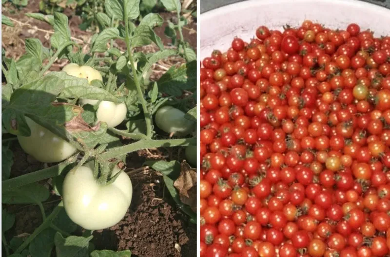 Milind-sawant-seed-bank-tomatoes-30stades